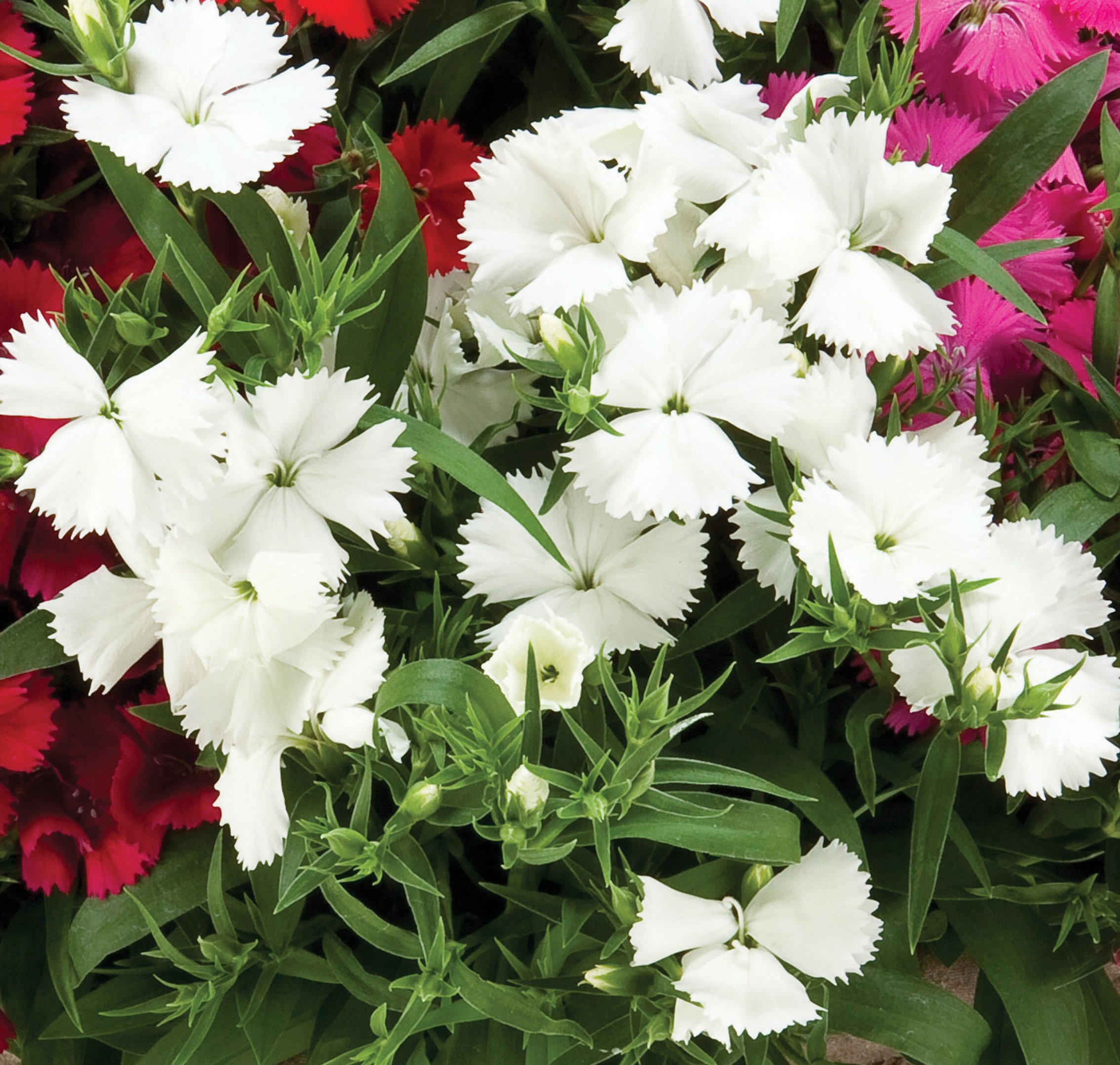 White Diamond, Dianthus Urban Farmer